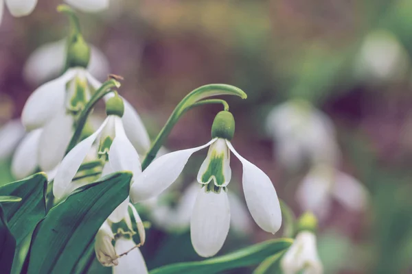 Closeup Beautiful White Spring Snowdrop Flowers — Stock Photo, Image