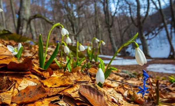Beautiful Spring Scene Heap Snowdrop Forest — Stock Photo, Image