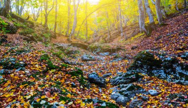 güneşli bir gün, güzel sonbahar orman