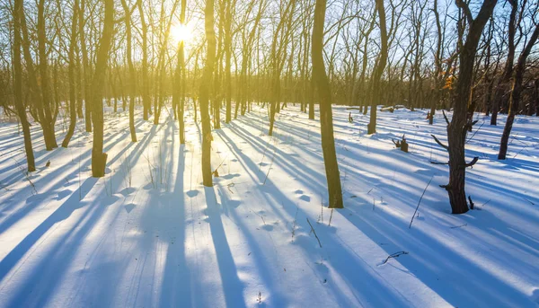Winter Verschneiten Wald Bei Sonnenuntergang — Stockfoto