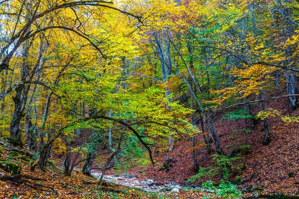 Quiet Autumn Forest Landscape — Stock Photo, Image