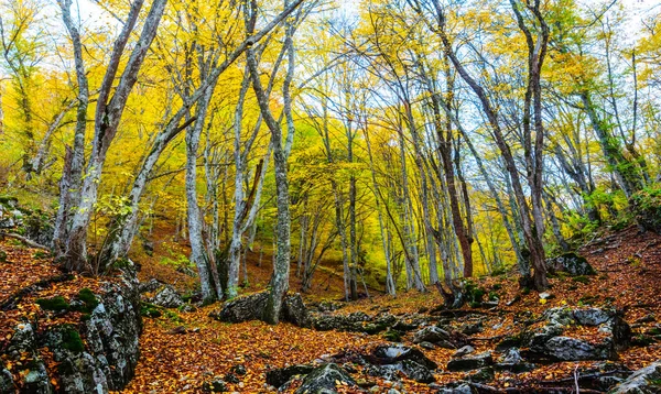 Bosque Haya Montaña Otoño Seco — Foto de Stock