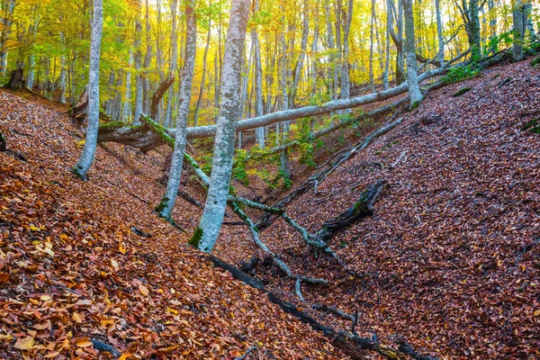 Herfst Bos Met Kleine Ravijn — Stockfoto