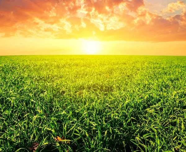 Green Summer Rural Field Sunset — Stock Photo, Image