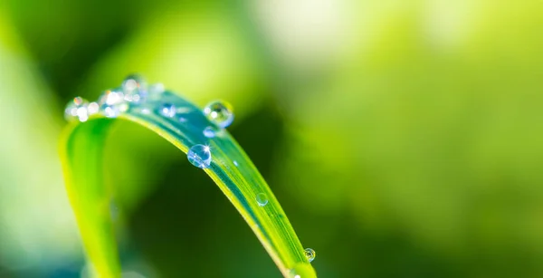 Closeup Grama Verde Uma Água Cai — Fotografia de Stock