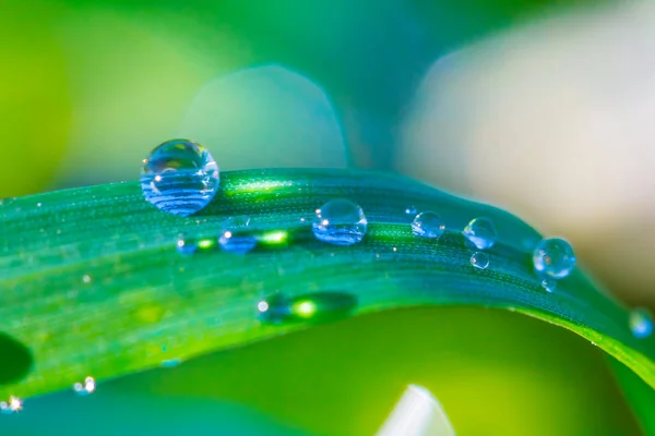 Closeup Green Gras Leaves Water Drop — Stock Photo, Image