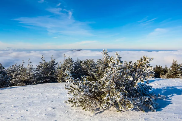 Árvore Pinheiro Entre Uma Planície Neve Inverno — Fotografia de Stock