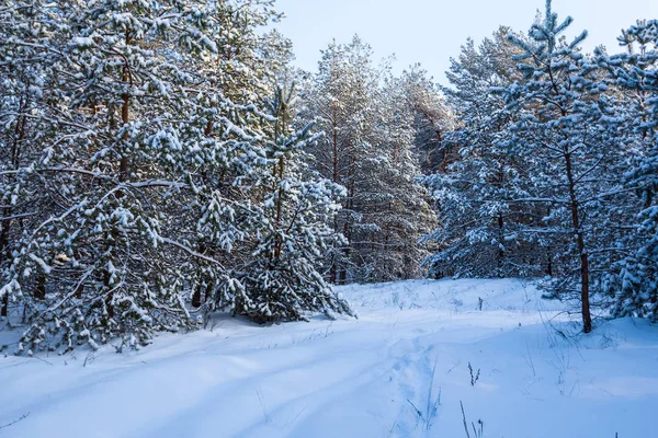 冬積雪松木森林景観 — ストック写真