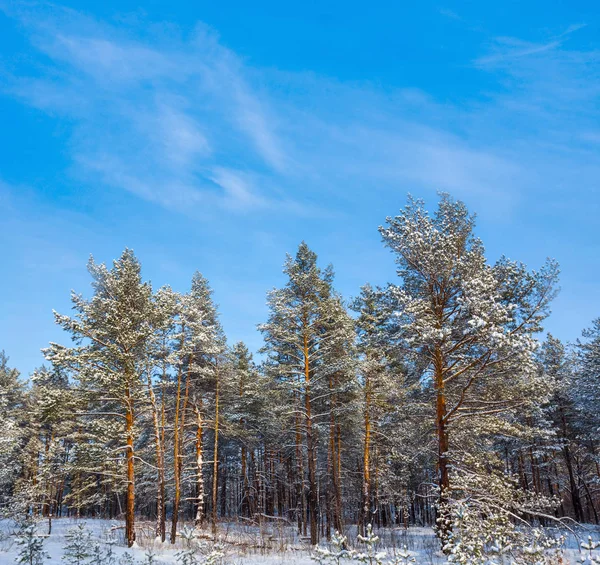 Přírodní Krajina Zimní Zasněžený Les — Stock fotografie