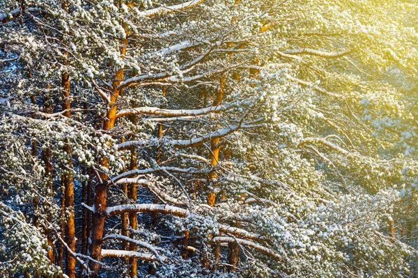 Primer Plano Invierno Nevado Bosque Pinos — Foto de Stock