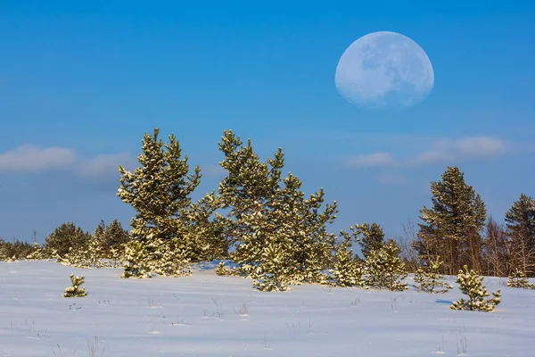 huge half moon above a winter pine forest