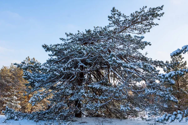 Winter Dennenbos Een Sneeuw — Stockfoto