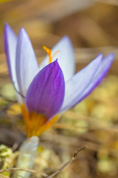 特写镜头单独紫花在草 — 图库照片