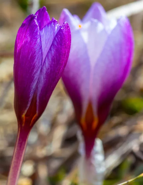 特写镜头在春天的森林紫罗兰色的花 — 图库照片