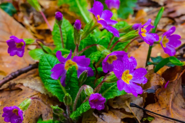 Kuru Bir Bahar Çiçekleri Güzel Yığını Bırakır — Stok fotoğraf