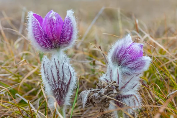 Schöne Nahaufnahme Violette Blüten Einem Wassertropfen — Stockfoto