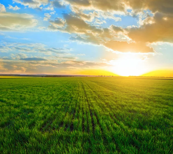 Summer Green Rural Field Scene Sunset — Stock Photo, Image