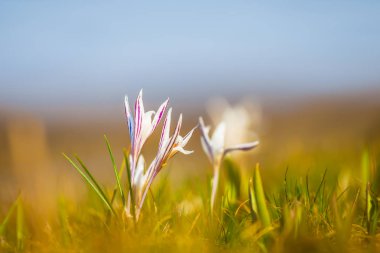 tatlı beyaz bahar crocus bir Prairie