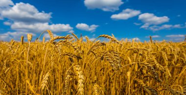 güzel yaz buğday alan manzara