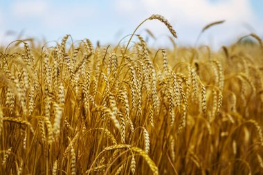 portre yaz buğday alan manzara