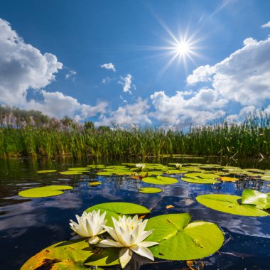 güzel yaz Nehri ile sıcak güneşli gün, Beyaz lilyum