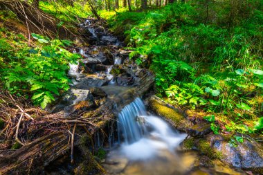 küçük brook bir dağ kanyonda acele