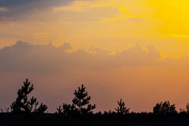 çam ormanı siluet akşam gökyüzü arka plan üzerinde