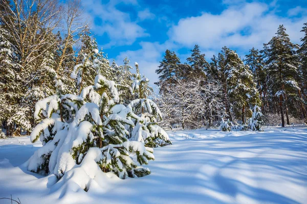 Mooie Winter Dennenbos Een Sneeuw — Stockfoto