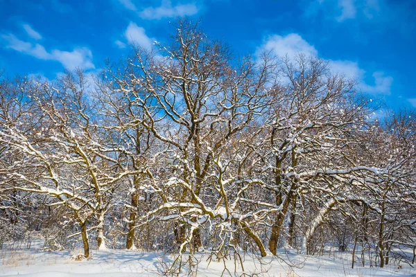 Mavi Bir Bulutlu Gökyüzü Altında Kış Grubunu Orman — Stok fotoğraf