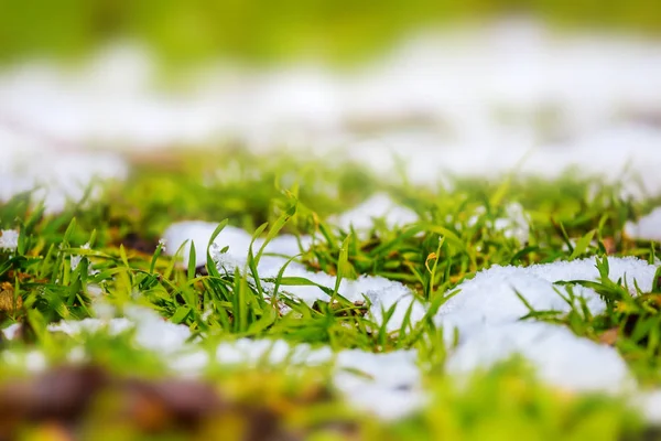 Bella Erba Primaverile Verde Primo Piano Tra Neve Sciolta — Foto Stock