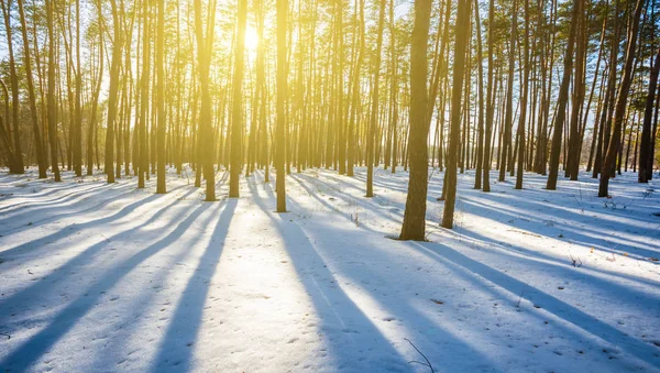 Bosque Pinos Invierno Luz Del Sol — Foto de Stock