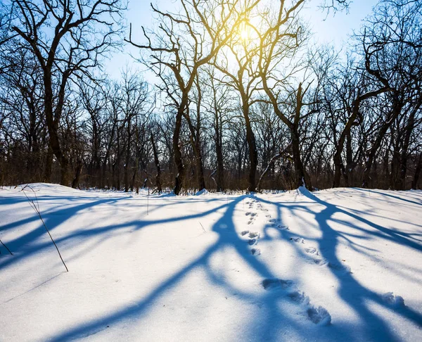 Forêt Hivernale Dans Neige — Photo