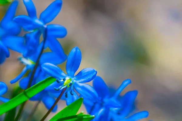 Krásná Detailní Hromadu Modré Jarních Květů Sněženek — Stock fotografie