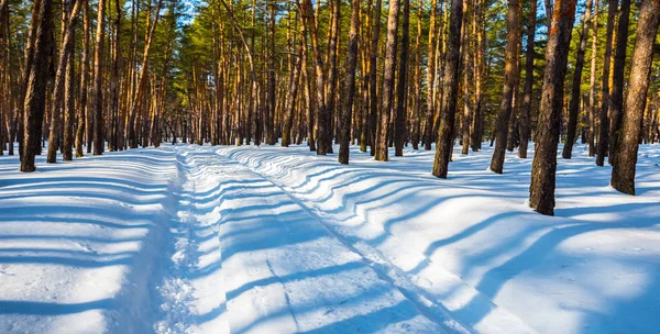 Camino Bosque Nevado Invierno — Foto de Stock