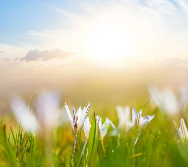 Hermosas Flores Blancas Cerca Pradera Atardecer —  Fotos de Stock