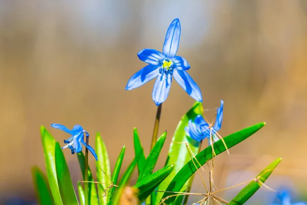森の春スノー ドロップの花の山 — ストック写真
