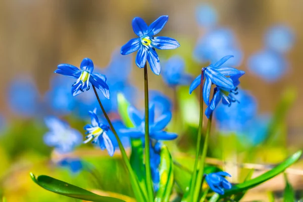 Krásný Jarní Modrá Sněženka Květ Bush — Stock fotografie