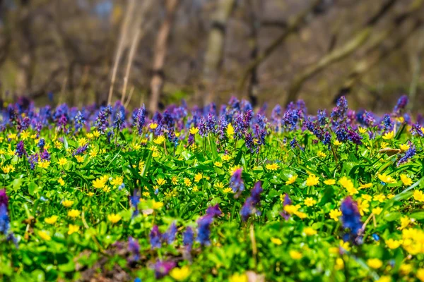 Primer Plano Bosque Primavera Glade Con Flores —  Fotos de Stock