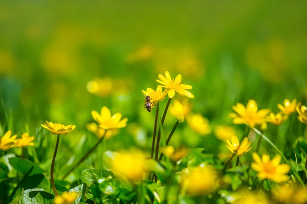 Closeup Flowers Spring Forest Glade — Stock Photo, Image