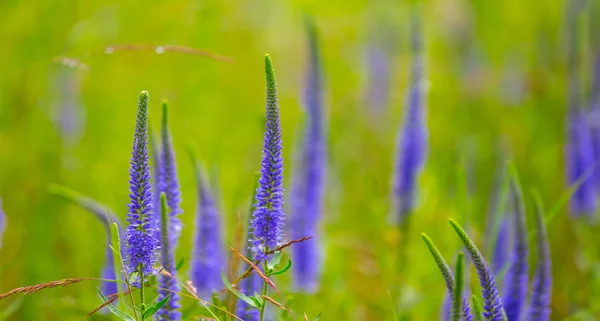 Vacker Violett Sommarblommor Prairie — Stockfoto