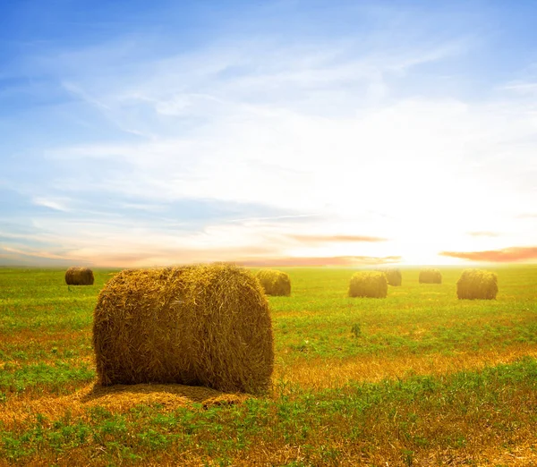 Campo Trigo Verão Depois Uma Colheita — Fotografia de Stock