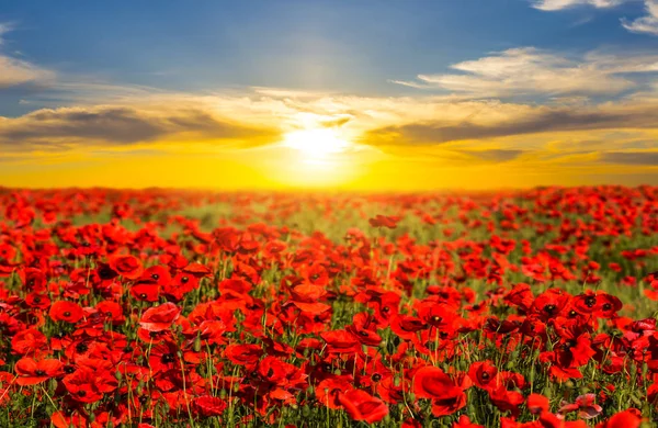 Beautiful Red Poppy Field Sunset — Stock Photo, Image