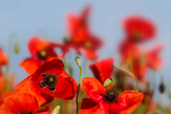 青空をバックにクローズ アップ赤いけしの花 — ストック写真