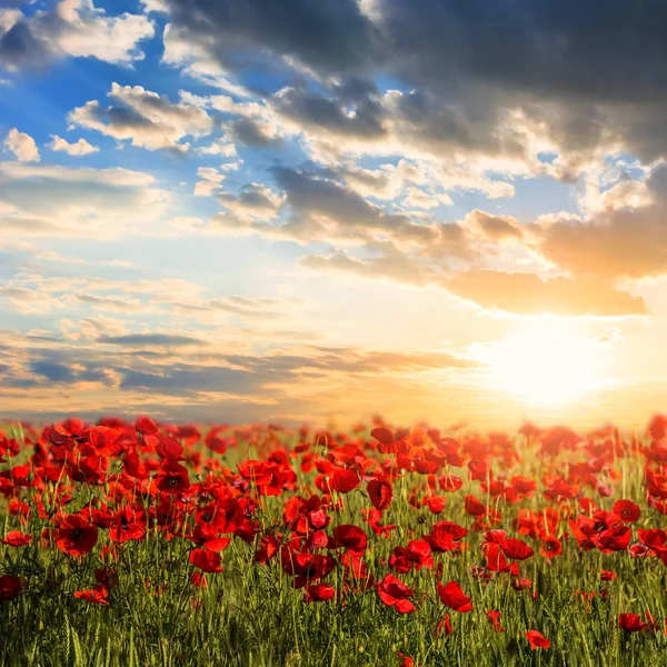 Schönes Rotes Mohnfeld Bei Sonnenuntergang — Stockfoto