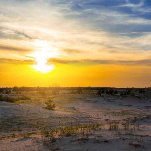 夏の砂浜草原風景夕日を — ストック写真