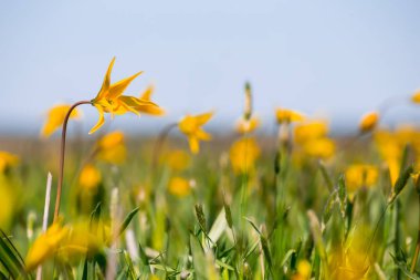 closeup vahşi Sarı Lale çiçek bir çim