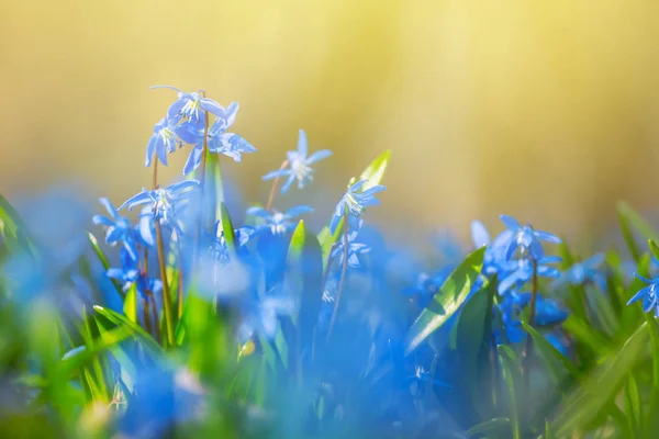 Montón Hermosas Flores Primavera Primaveral Azul Primer Plano —  Fotos de Stock