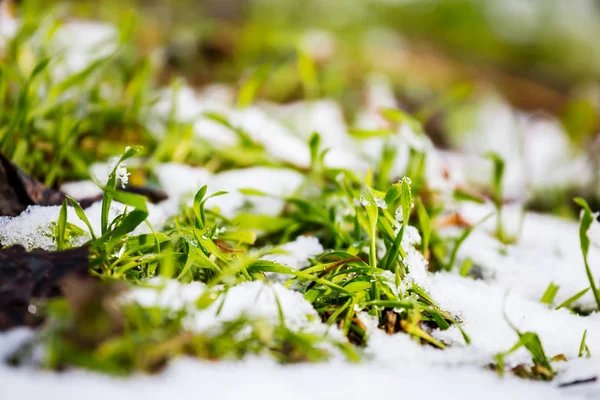 Primer Plano Hierba Verde Entre Una Nieve Derretida Escena Primavera —  Fotos de Stock