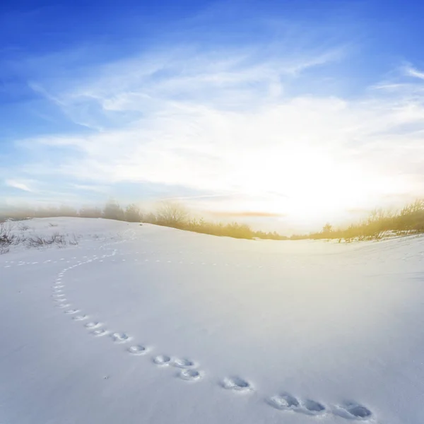 Vintern Insnöade Slätten Vid Solnedgången — Stockfoto