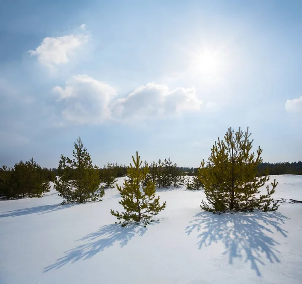 松树森林在雪在闪闪发光的太阳下 — 图库照片